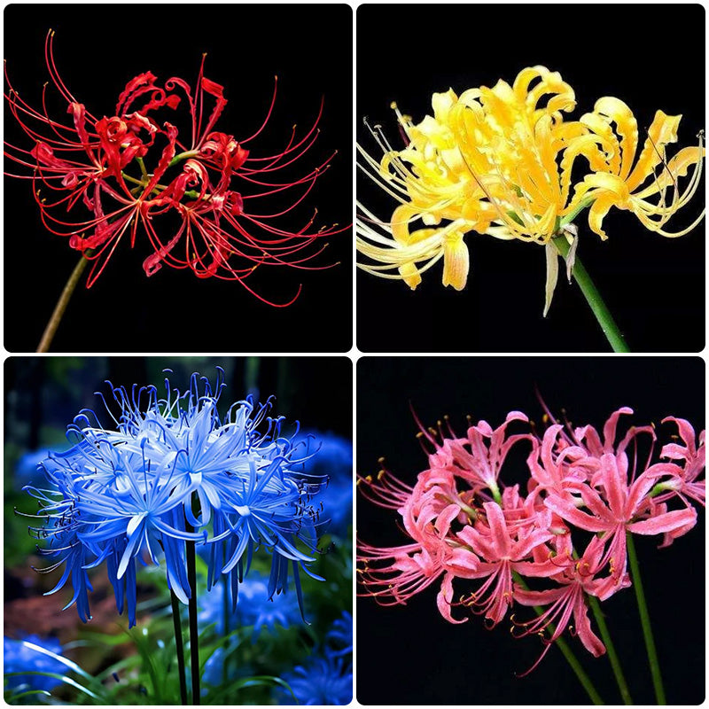 Spider Lily Bulbs-Multicolor🌈