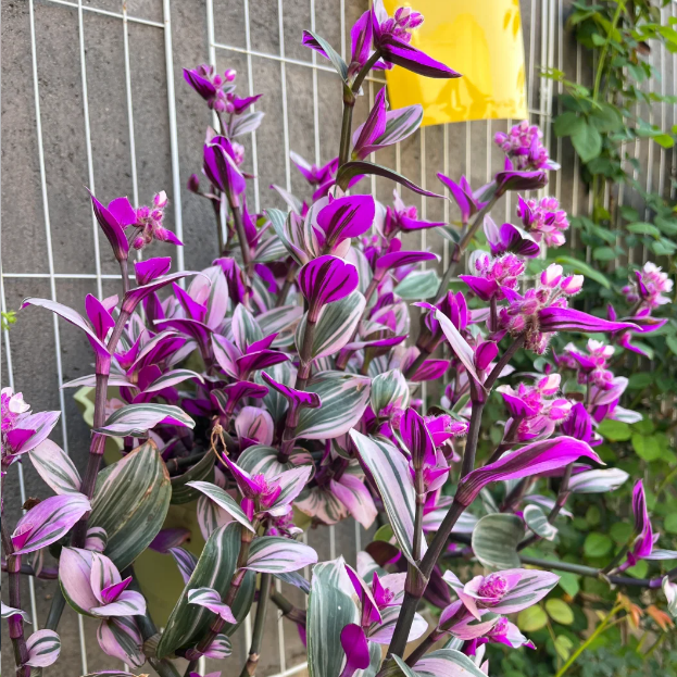 💐Oil Painting Wedding Orchid—The Wandering Jew