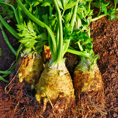 Celeriac Seeds Celery Root Seeds
