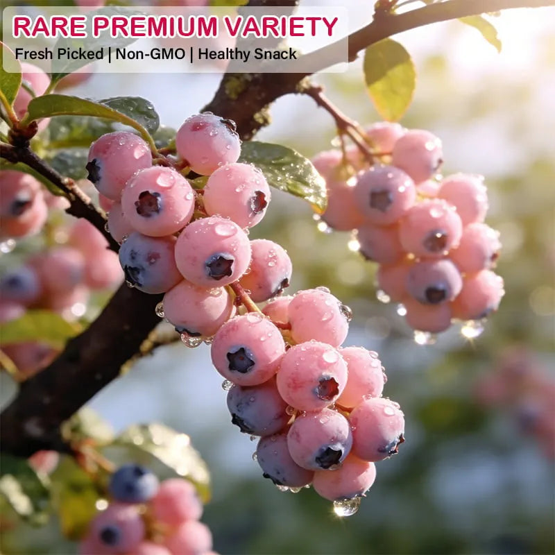 🔥 Rare Pink Blueberry (Potted plant)