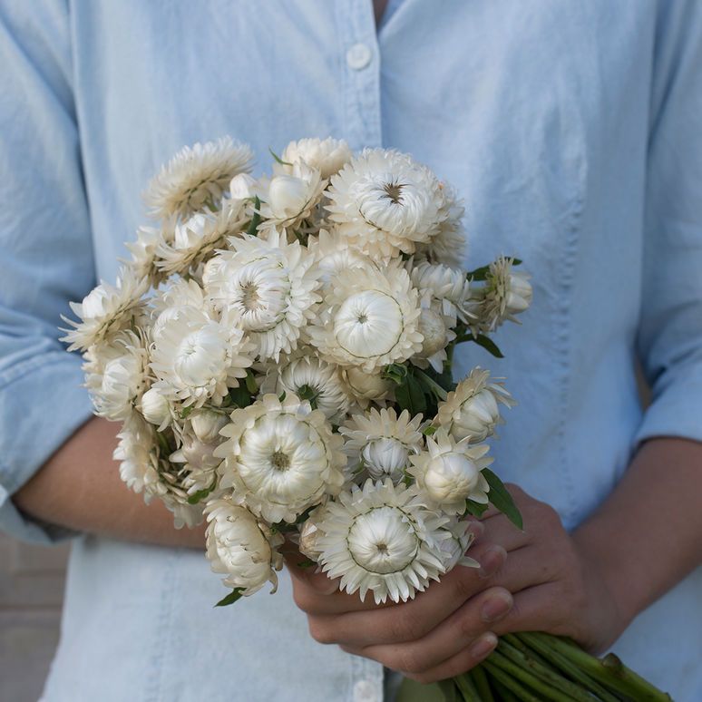 EVERLASTING STRAWFLOWER VINTAGE WHITE
