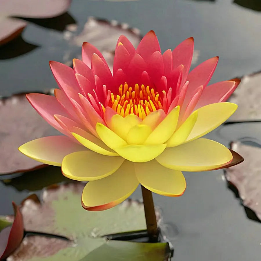 🌸LAST DAY Promotion 35% OFF🌸 Hydroponic Lotus 🌸 | Fresh, Simple & Beautiful(🌱Survival Guaranteed: Free Replacements🌿)