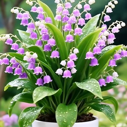 💐Lily of the Valley—Happiness Arrives