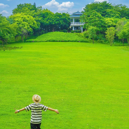 🌱High quality evergreen lawn seeds
