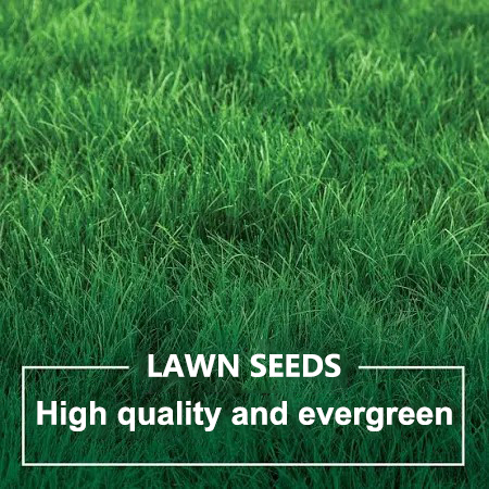 🌱High quality evergreen lawn seeds