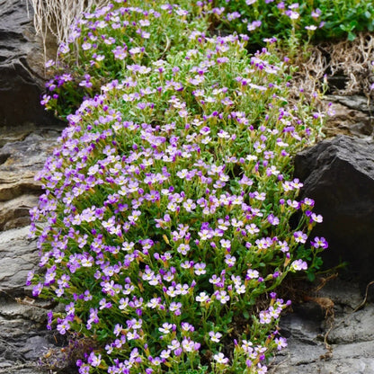 Roundabout Phlox Seeds