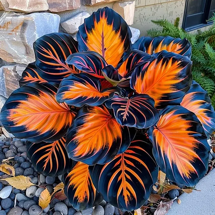 🌿Garden Favorite Hosta Bulbs – Lush Foliage, Shade-Loving Perennial Garden Plants🪴