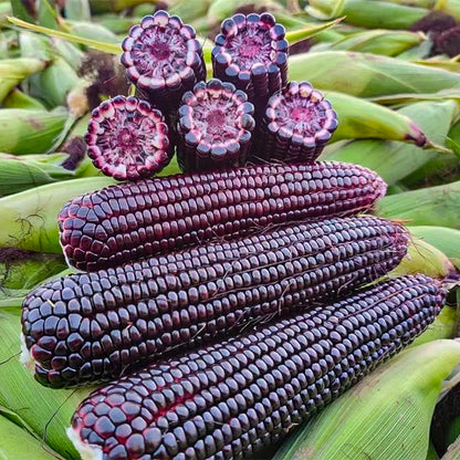 Gem Corn Seeds for Home Vegetable Gardens