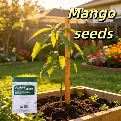 🥭 Sweet 'Golden Honey' Dwarf Mango Tree Seeds (Grow at Home)