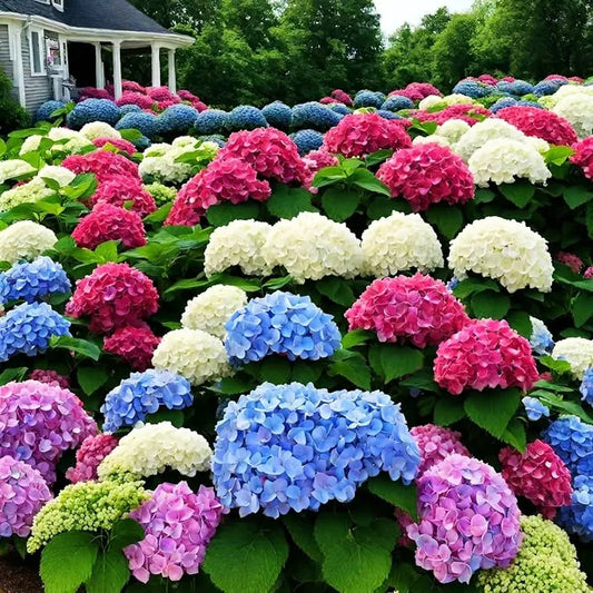 🌈Mix Hydrangea Seeds - Beautiful and Hardy Perennial Seeds for Your Garden
