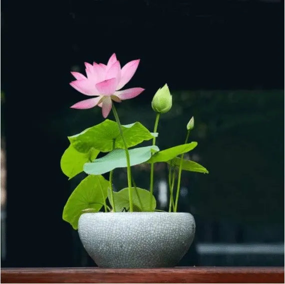 🌸LAST DAY Promotion 35% OFF🌸 Hydroponic Lotus 🌸 | Fresh, Simple & Beautiful(🌱Survival Guaranteed: Free Replacements🌿)