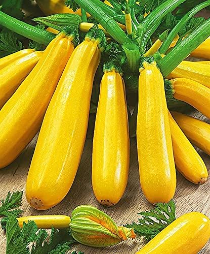 Banana Zucchini Seeds