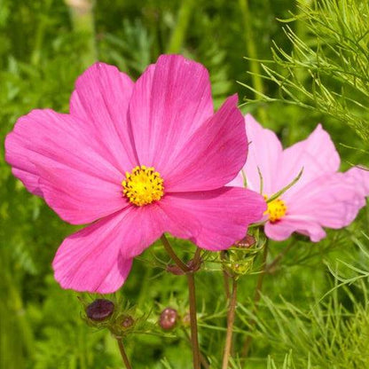 Pink Cosmos
