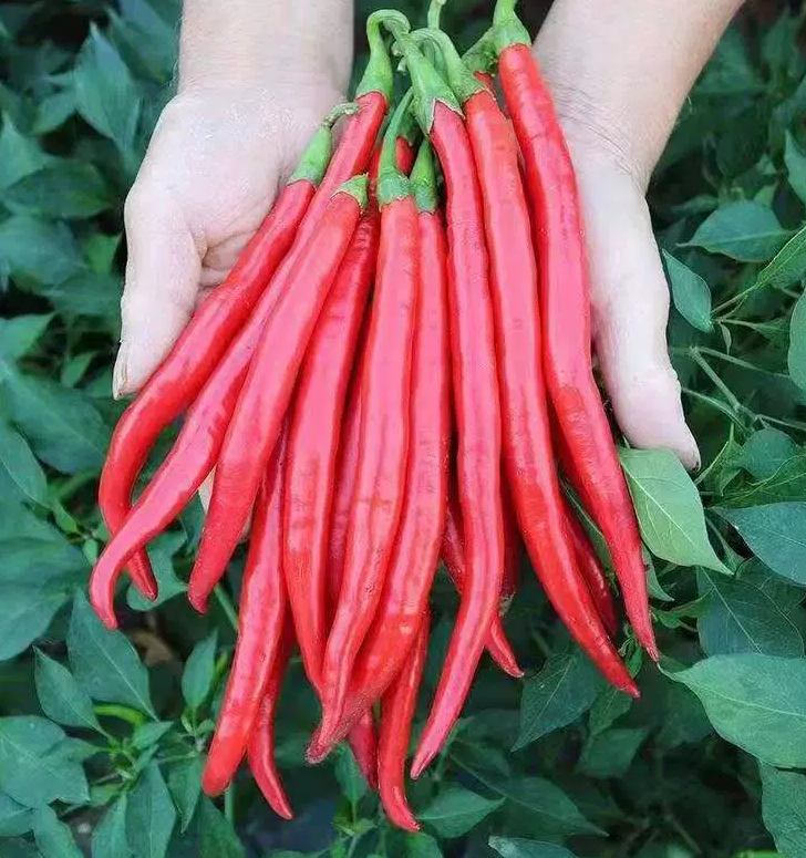Beauty Pepper Seeds