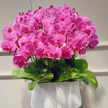 Phalaenopsis Seeds
