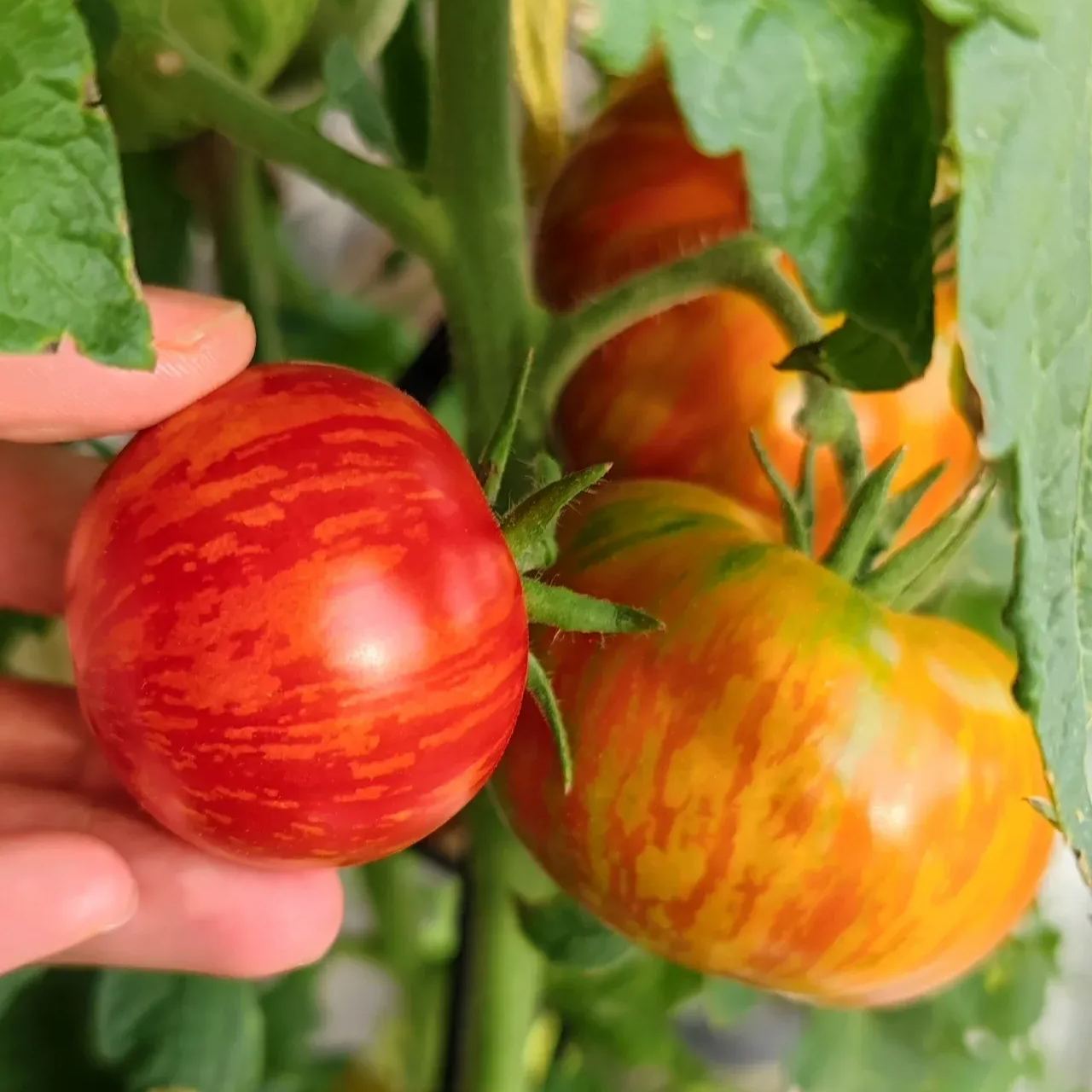 Heirloom Tomato Seeds-Red Zebra