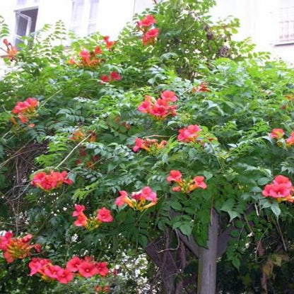 Orange HUMMINGBIRD TRUMPET CREEPER Campsis Radicans Vine Flower Seeds