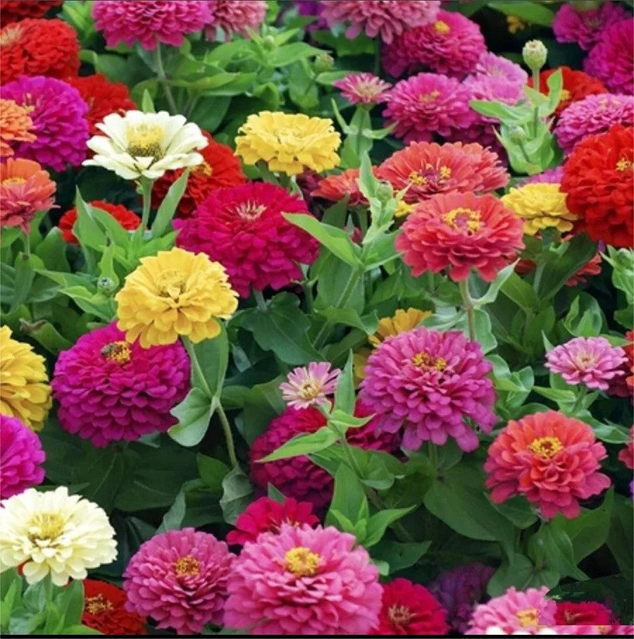 Mixed Color Zinnias Flower Seeds-Your Garden's Colorful Oasis