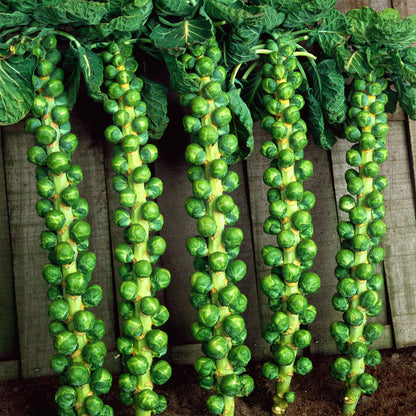 Brussels Sprouts Seeds