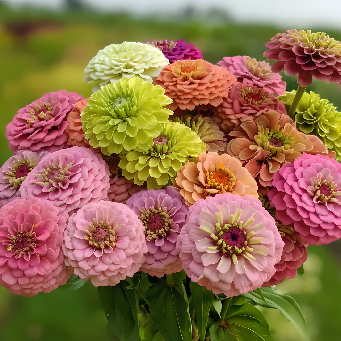Everything You Can Direct Sow Outside in June
