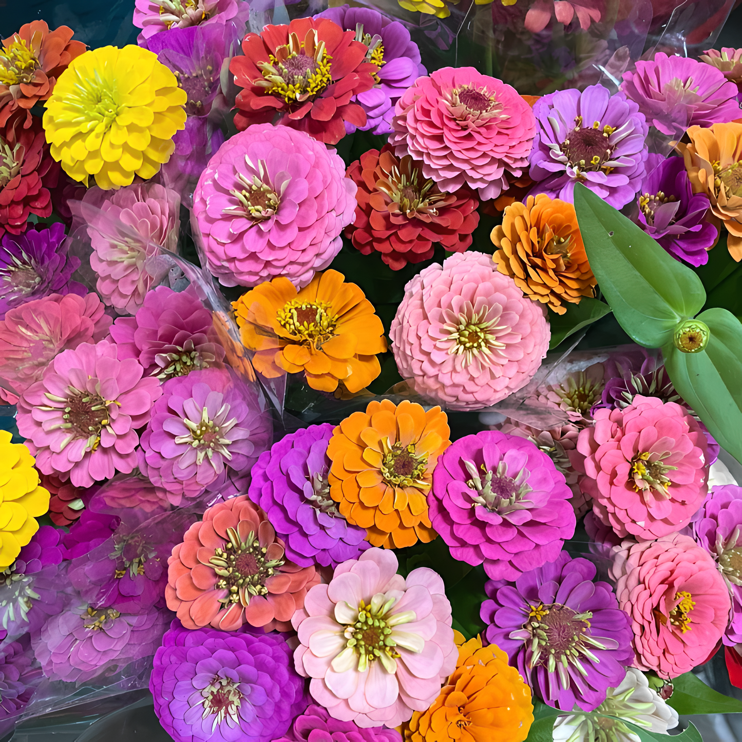Everything You Can Direct Sow Outside in June