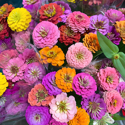 Everything You Can Direct Sow Outside in June