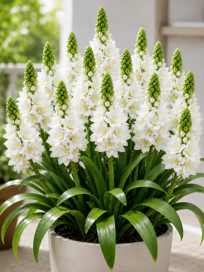 🌟 Star of Bethlehem Bulbs - Grow Florist-Loved Star Blooms