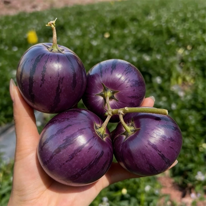 😋 Purple Pepino Seeds 💜Sweet, Juicy & Easy to Grow 🌱