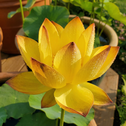 🌄Sunrise Orange Lotus Seeds