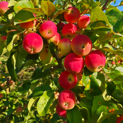 Malus micromalus Seeds