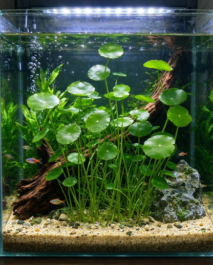 💰 Coin-leaf plant bulb—your very own good fortune 🌿