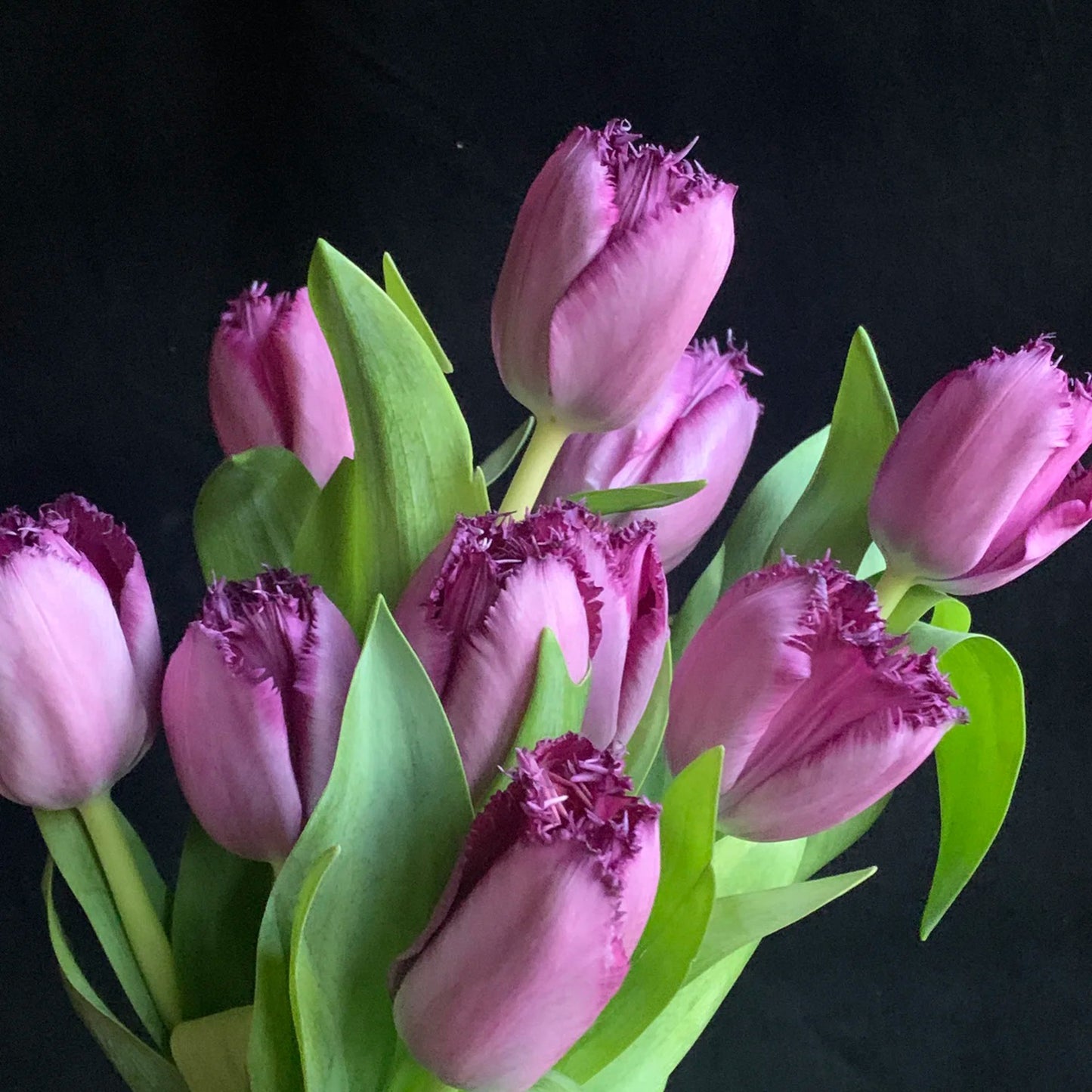 Frill Tulip seeds