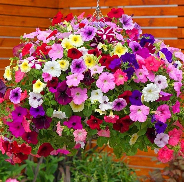 🌸Petunia Seeds