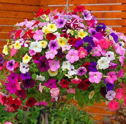 🌸Petunia Seeds