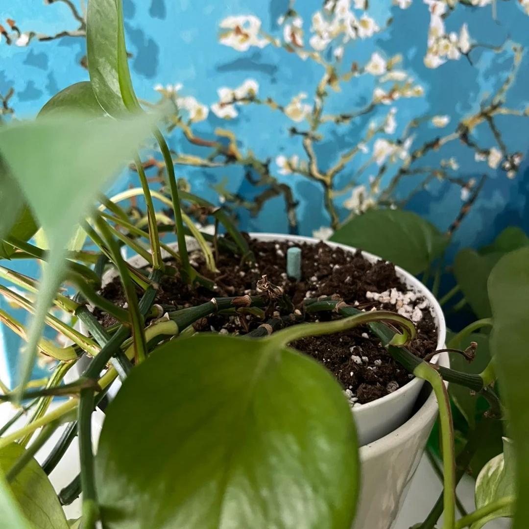 💚Nutrient Bars - The Secret to Beautiful and Lush Plants🌸