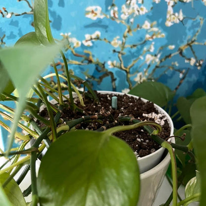 💚Nutrient Bars - The Secret to Beautiful and Lush Plants🌸