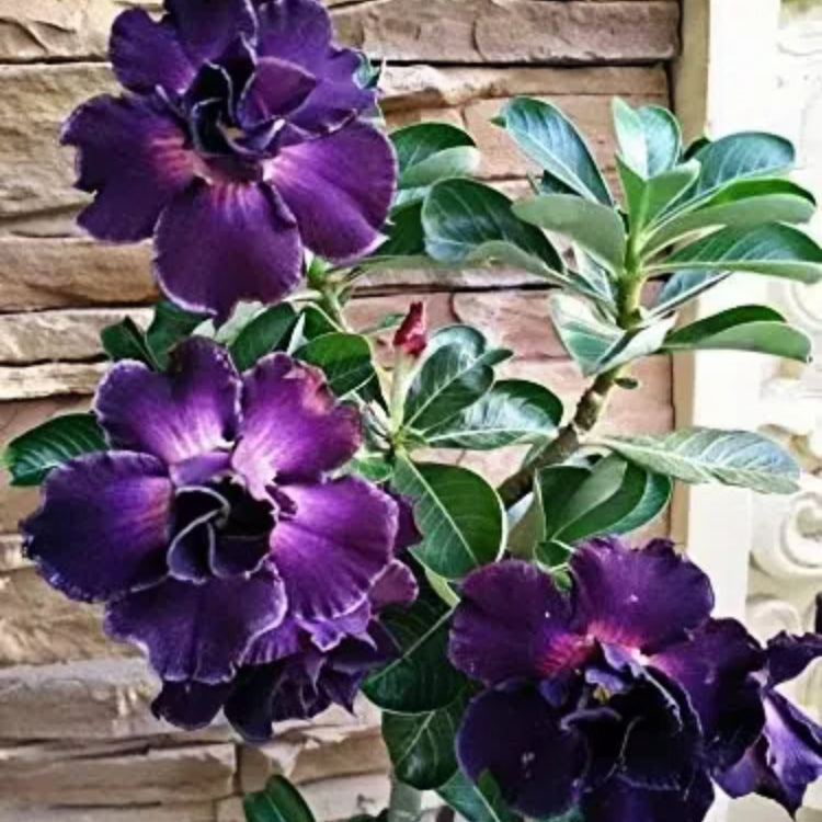 🌵🌹 Dive into Desert Beauty: Desert Rose Bulbs for Your Tranquil Haven!-Various Colors🌱Long Flowering Period 🏜️🌺