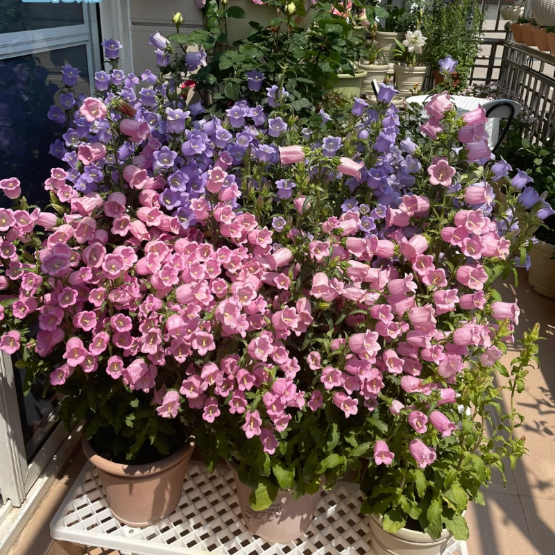 Campanula-Blessings From Afar
