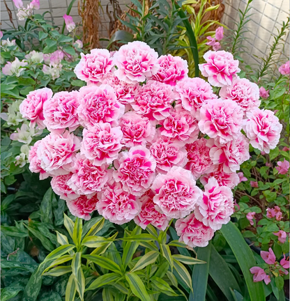 Multicolor Carnation Seeds