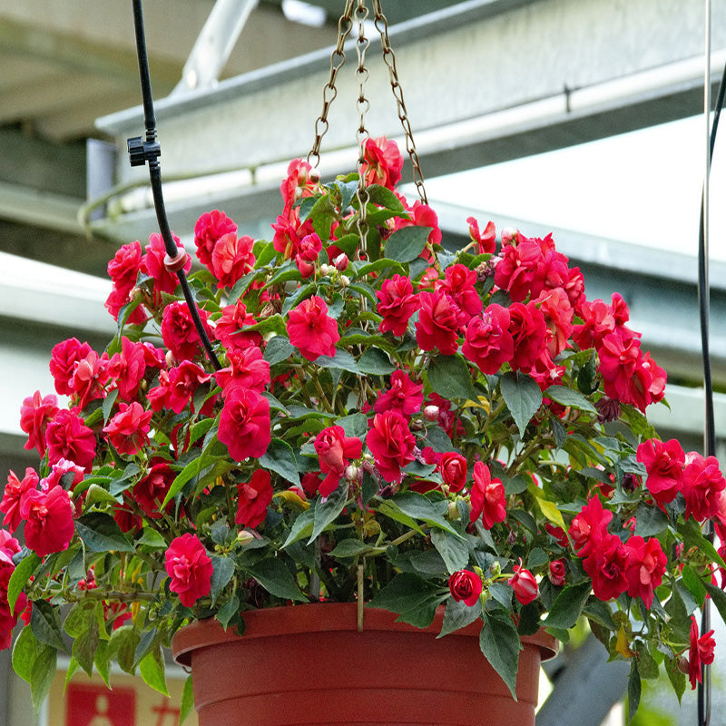 🌸Double Impatiens Seeds