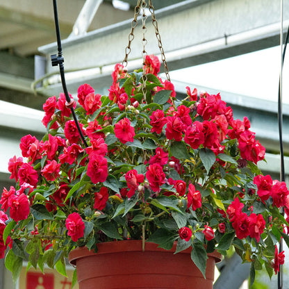 🌸Double Impatiens Seeds