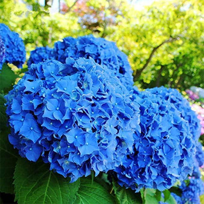 Hydrangea Seed: Unlock Nature's Beauty
