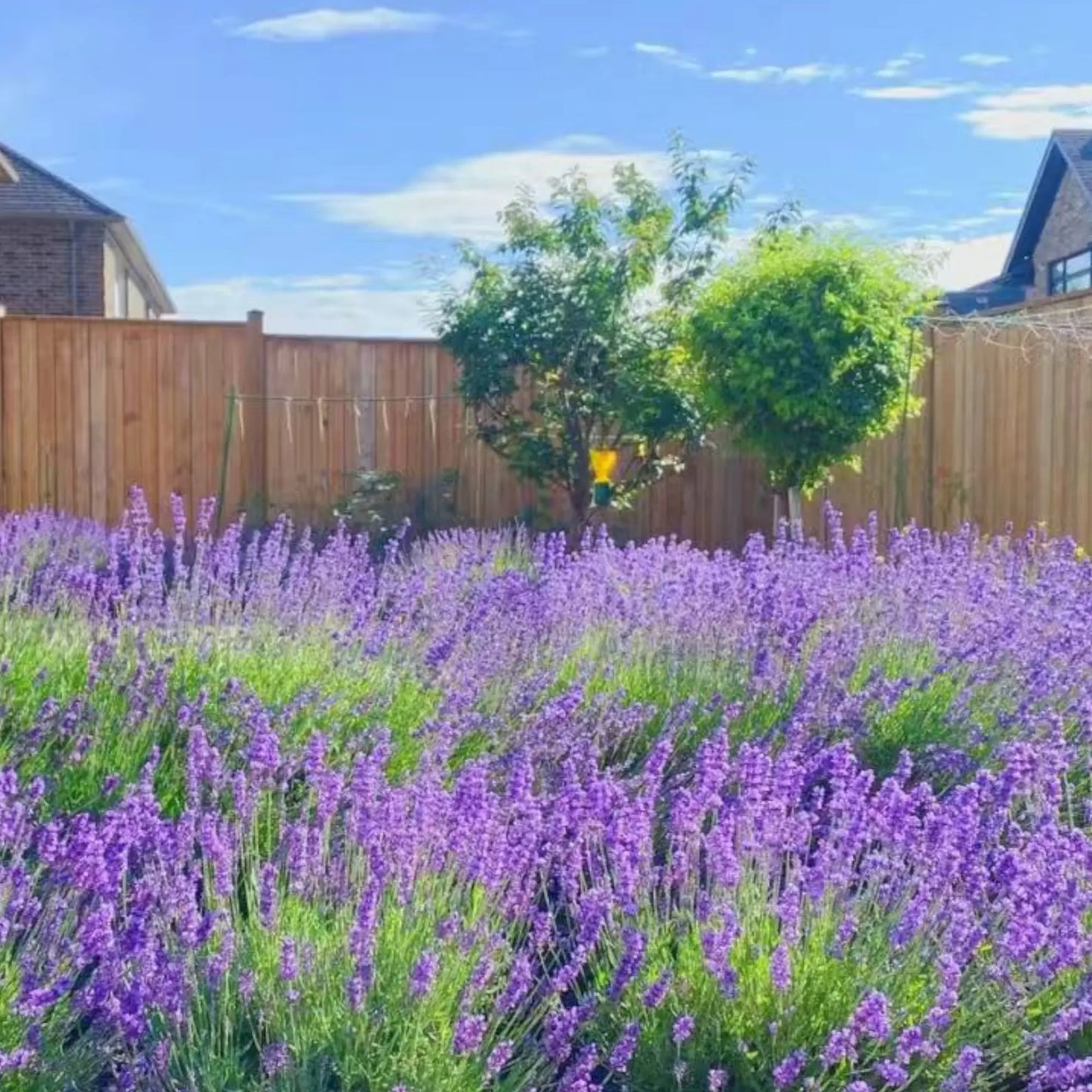 💜40%Off-Clam-Relax-Lavender seeds, Naturally Calming Fragrance