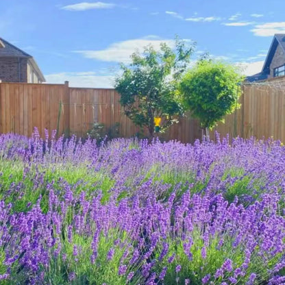 💜40%Off-Clam-Relax-Lavender seeds, Naturally Calming Fragrance