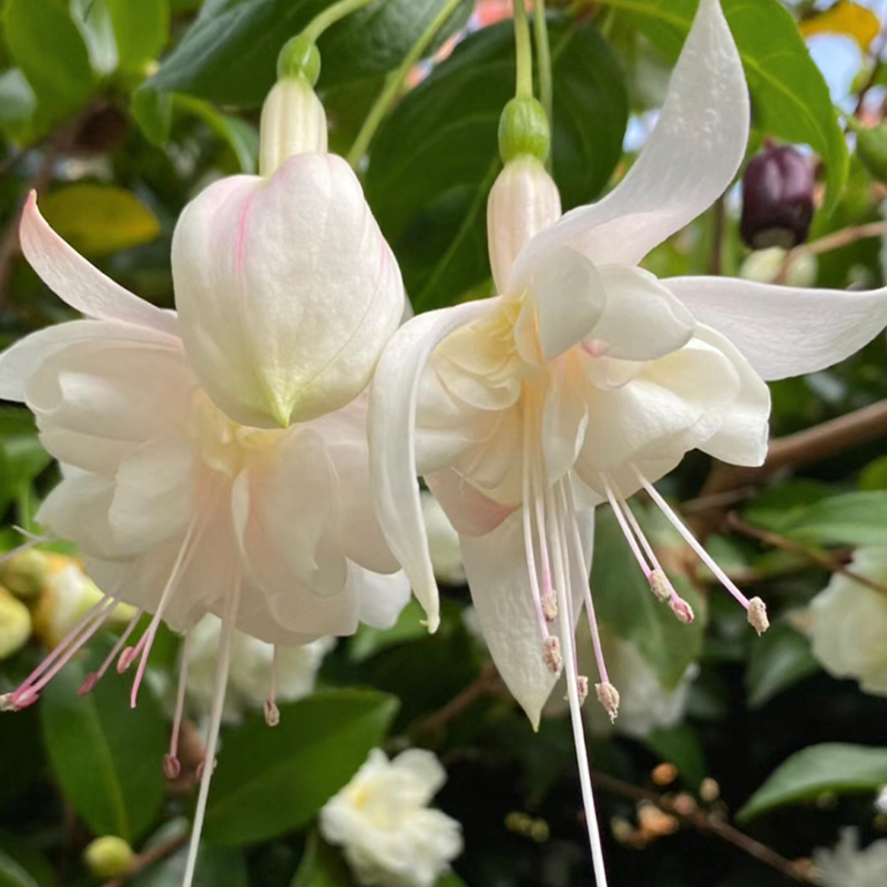 🌼Lantern Flower