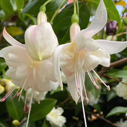 🌼Lantern Flower