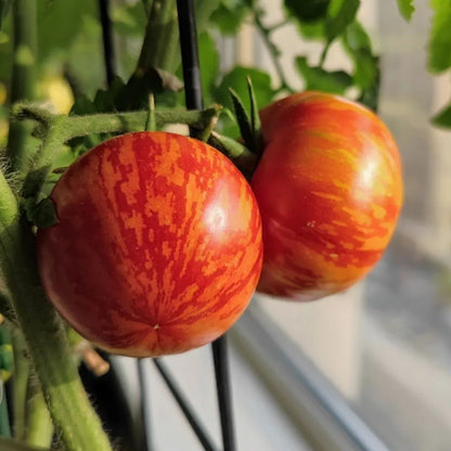 Heirloom Tomato Seeds-Red Zebra