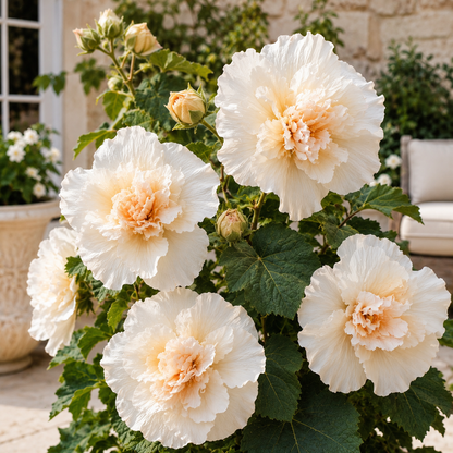 🌸 Rare Ruffled Jewel Flower Bulbs – Giant Layered Blooms for Elegant Gardens & Patios