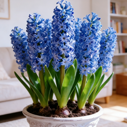 💐Bi-Color Mutation Hyacinth Bulbs