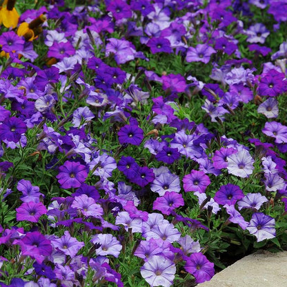 🌸Petunia Seeds